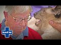 Owner Feels Guilty After Running His Cat Over! | Classic Clip | Bondi Vet