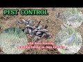 Pestcontrol  wild dove hunting