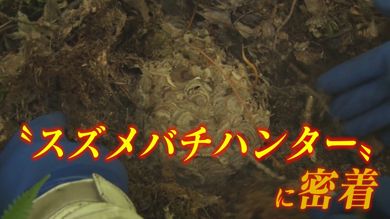 今年は猛暑で異変も･･･危険生物スズメバチを駆除する〝ハンター〟に密着（2025年8月25日 abnステーション）