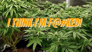 Startling Flower Development with my Bag Seeds in the 2x2 Grow Tent