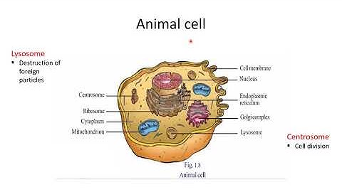 CLASS 8, BIOLOGY CHAPTER 1, LIFE