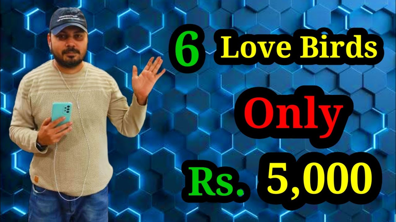 Love birds price in pakistan 2025 | fresh prices of love bird | Welcome Birds Offer | Welcome Aviary
