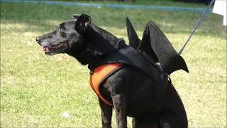 BARK IN THE PARK FANCY DRESS #RUSHDEN 6 9 2021