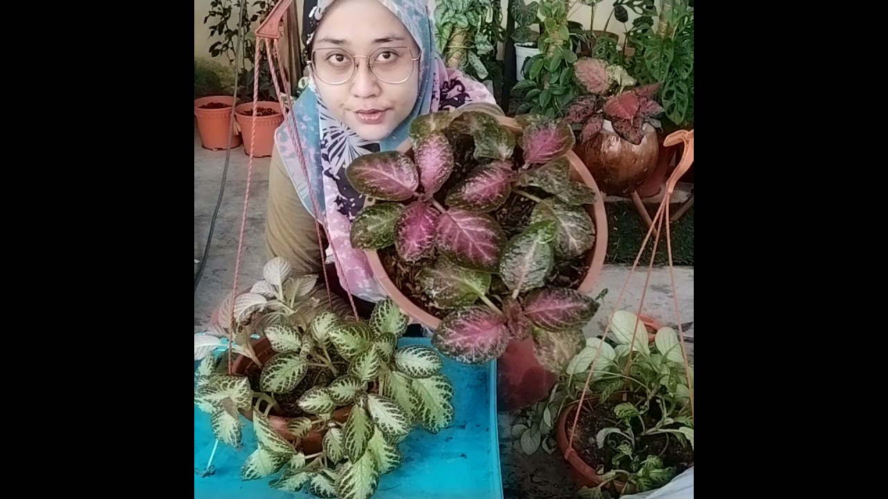 cara penjagaan pokok bunga episcia 