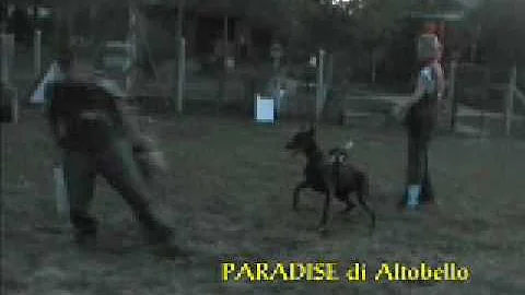 Paradise di Altobello