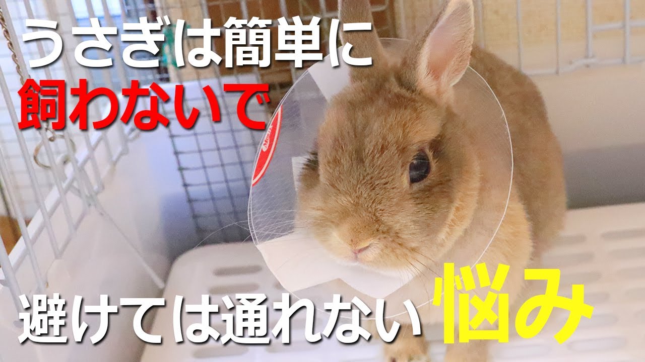 知らなかった 手術後のうさぎのお家で過ごす一週間 Vlog風 うさぎの避妊手術 Rabbit Sterilization２ Youtube