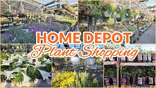 HOME DEPOT GARDEN CENTER PLANT SHOPPING PERENNIALS ANNUALS PLANTS NEW ARRIVAL