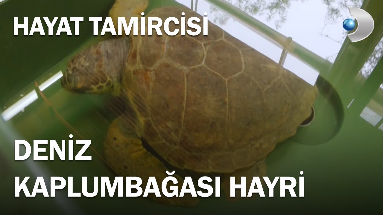 Hayat Tamircisi Deniz Kaplumbağası Hayri'yi Ziyarete Gitti - Hayat Tamircisi 5.Bölüm