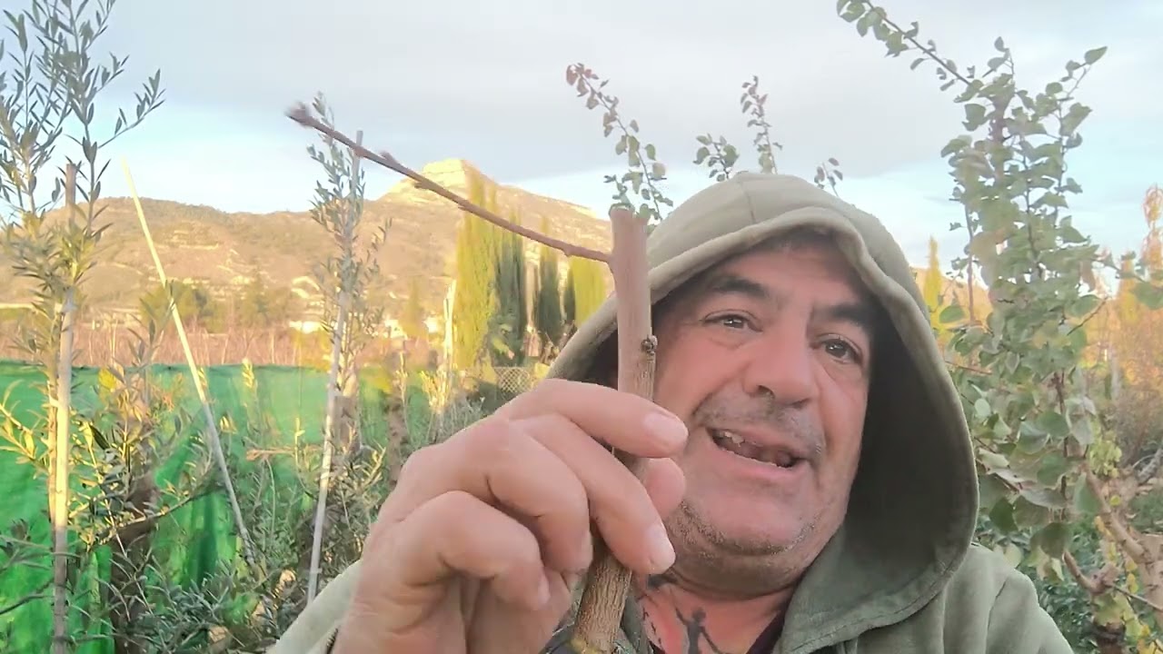 Poda del Durazno ( Melocotón) Detalles importantes para ir aprendiendo paso a paso.