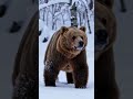 #ai #funny #trending #viral #ekmotahathi #bear #bears