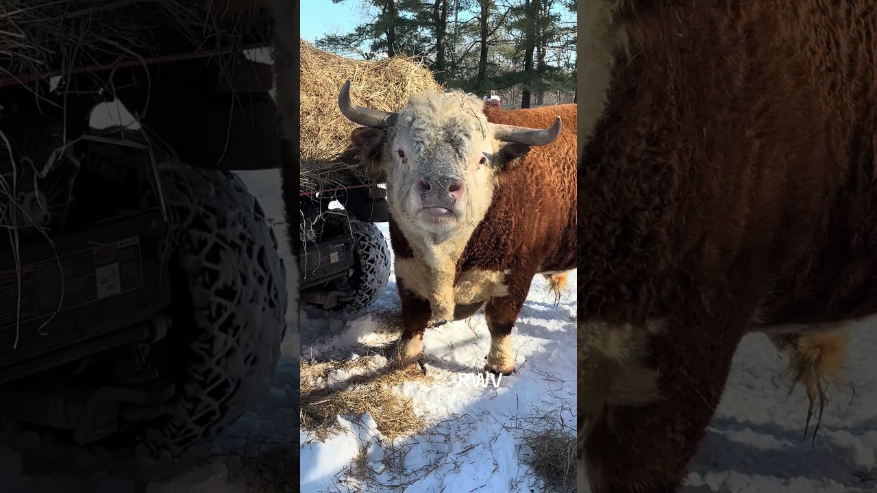 This Hereford Farm Moment Feels So Peaceful 🌾🐮 
