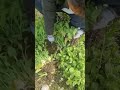 person wearing gloves is harvesting fresh green bok choy from a vegetable garden