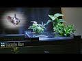 A Soil Planted, Aquaponics Tank for my Betta and Celestial Pearl Danios.