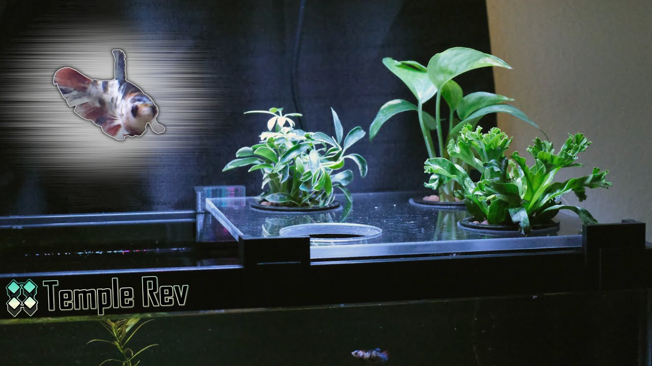 A Soil Planted, Aquaponics Tank for my Betta and Celestial Pearl Danios