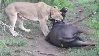 Buffle Vs Lion