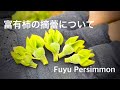 富有柿の摘蕾(てきらい)基礎講座