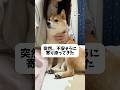 思てたんと違う😐#柴犬 #豆柴 #shibainu #犬 #犬のいる暮らし #shorts