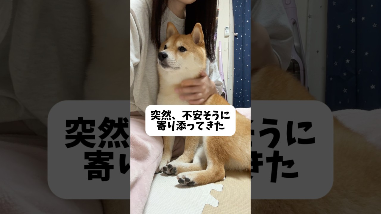 思てたんと違う😐#柴犬 #豆柴 #shibainu #犬 #犬のいる暮らし #shorts