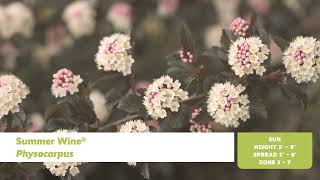 Drought Tolerant Shrubs 25 Great Drought Tolerant Trees And Shrubs