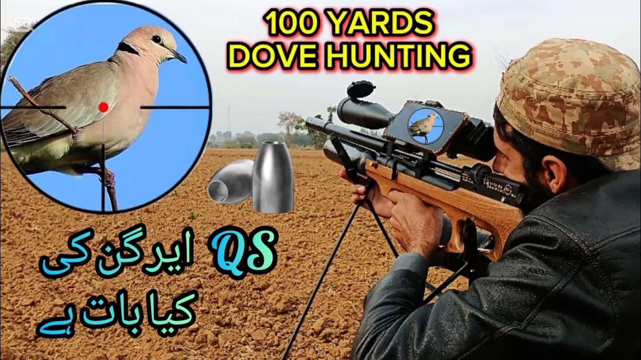DOVE HUNTING IN PAKISTAN 2024 2025 GREEN PIGEON HUNTING QS MK3 BT dove-hunting-in-pakistan-2024-2025-green-pigeon-hunting-qs-mk3-bt