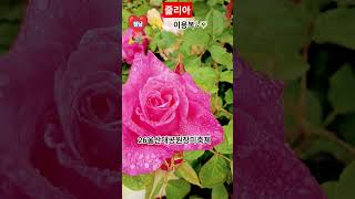 #줄리아#이용복#청낭