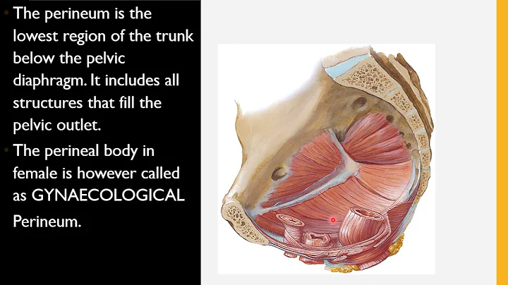 PERINEUM- General features