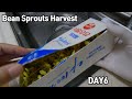 우유팩으로 콩나물 키우기🌱ㅣHow to grow bean sprouts using recycled milk cartons