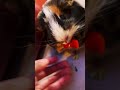 #guineapig ❤️