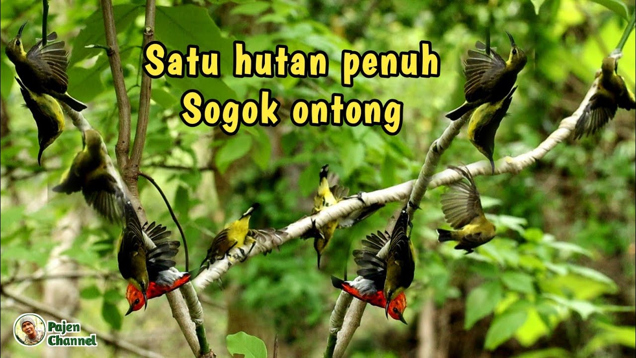 Cara Mikat Seperti Biasa Hasil Luar biasa - YouTube