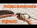 Сселение декоратривных крыс | Подселение крысенка к взрослой крысе