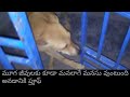 YT లో ఒక మంచి వీడియో ఈ కుక్కపిల్ల అచ్చం మనిషిలానే అల్లరి చేస్తుంది 😁😁 చూస్తే మనసు హాపీగా వుంది