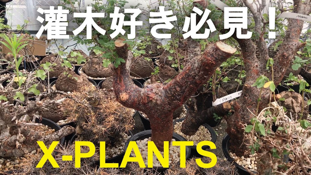 A must-see for shrub lovers! X-PLANTS Shop Tour / Commiphora
