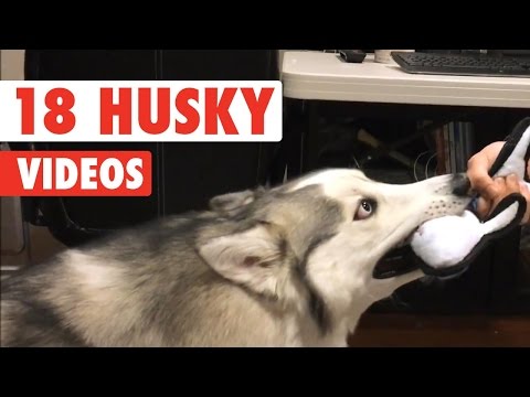 18-funny-husky-puppies-video-compilation-2016