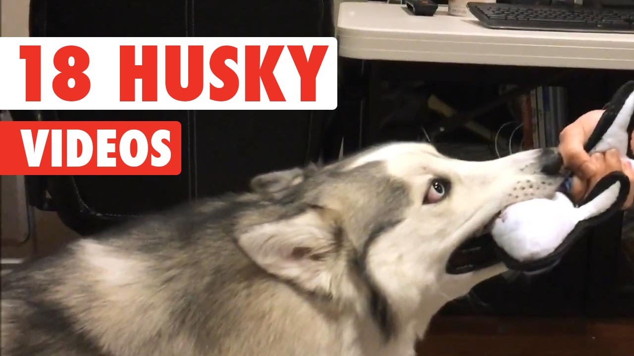 funny husky puppy