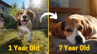 9 Changes Beagles go through as they Age