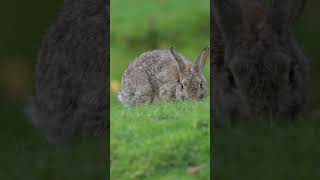 Wild rabbit at Hollingworth Lake