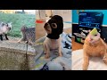 Animales divertidos funny moments