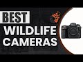 Best Wildlife Cameras 🦁: The Ultimate Beginner’s Buyer Guide | Digital Camera-HQ