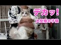 【真冬ちゃん】まだ子猫と言っても大型猫の子供はやっぱり大きいです【ラグドール】