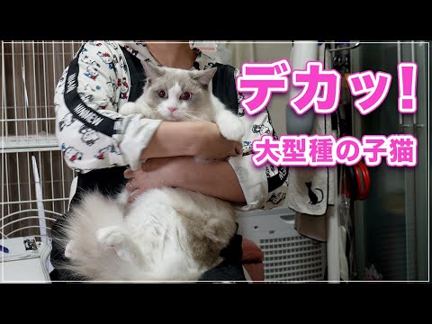 maggy*naggy magdoll マグドール ネコ ねこ 猫 hqdefault.jpg
