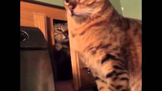 Cat Sneak Attack - Vine