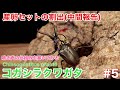 【コガシラクワガタ】産卵セットの割出（中間報告）鳴き声の仕組みを解明してみる　#5