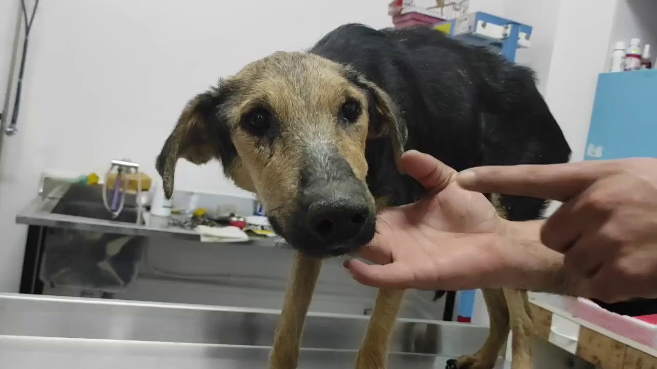 مرض ليشمانيـــــــــوز