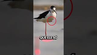 O MISTÉRIO DA PERNA DA AVE #interessante #curiosidade #curioso