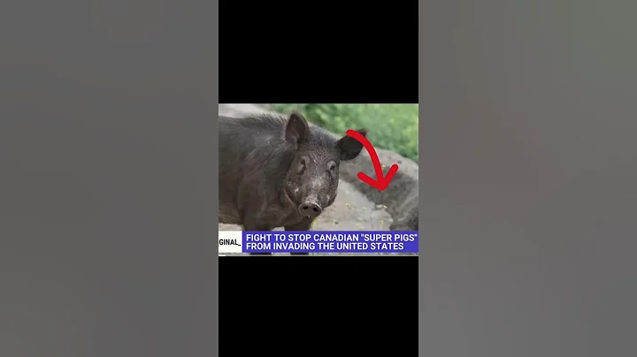 INVASION OF SUPER PIGS. REALLY???