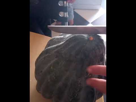 فتح أول يقطين بيولوجي من حديقة المنزل First Open Of Bio Pumpkin 