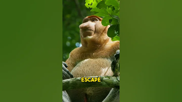 🐵👃 Meet the Proboscis Monkey: Nature's Pinocchio #shorts #1minuteanimals - 天天要聞