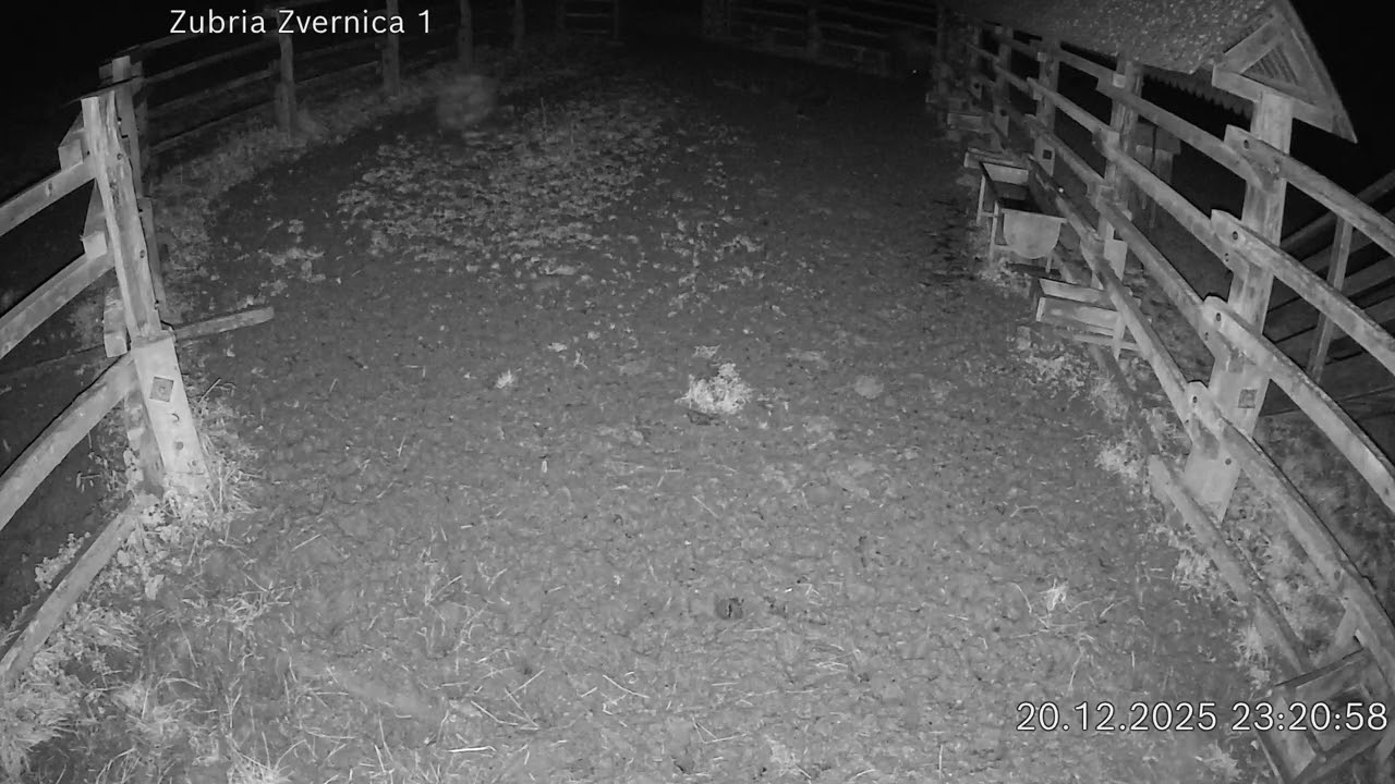 Zubria zvernica (cam212) 20.12.2025 o 