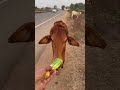Meri Gaiya Aati hai #shorts #cow #ekmotahathighumechala