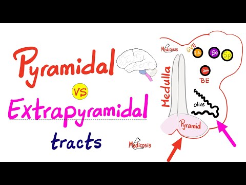 Pyramidal Tract vs Extrapyramidal tract - Upper Motor Neuron - Neuro